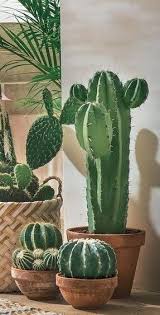 Pin Von Cigale Mediterraneenne Auf Cactussen En Vetplanten Kaktusgarten Pflanzideen Kakteen Garten