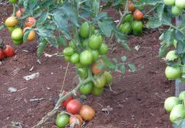 How did harry klee come up with tomato flavor? How To Control Tomato Pests And Diseases Without Use Of Pesticides