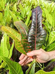 Image result for Codiaeum