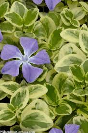 Image result for Vinca major