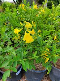 Image result for Tecoma