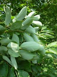 Image result for Celtis