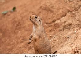 Image result for Cynomys ludovicianus obrázek