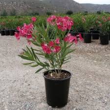 The oleander plant (nerium oleander) is an ornamental shrub with attractive characteristics from flower to stems. Rote Oleander Samen Winterhart Nerium Oleander Preis 1 95