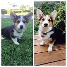 crown corgis extra info