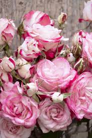 Balled and burlap roses should have twine and burlap removed carefully. Grace N Grit Pink Bicolor Shrub Rose