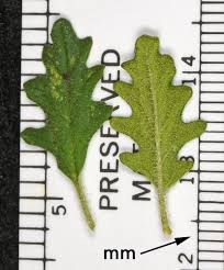 Image result for Dysphania pumilio