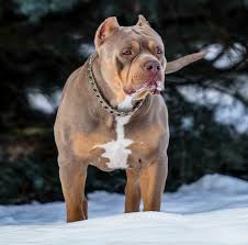 Xxl Tri Color Stud In 2020 Pitbull Puppies For Sale Pitbull Puppies Pitbulls