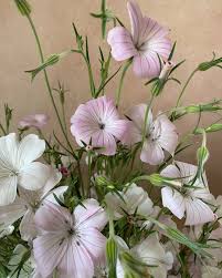 Image result for Agrostemma