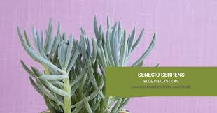 Image result for Senecio