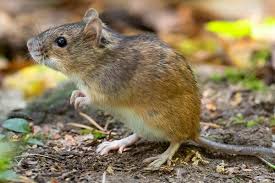 What are their business hours? Rodent Control Orange County Malang Pest Control