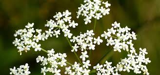 White little flowers in green grass. Wildflower Gallery Grow Wild