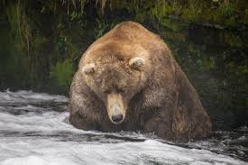 May 30, 2021 · for some pastors, the past year was too much to bear by bob smietana religion news service (ap) may 30, 2021 may 30. Ask A Bear Camping With Dogs In Bear Country