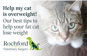 For many cats, the best way to lose weight is with a canned diet food fed several times per day, rather than leaving food down all of the time. Help My Cat Is Overweight Our Best Tips To Help Your Fat Cat To Lose Weight Rochford Vets