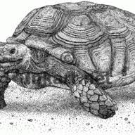They're mostly cultivated in the central mexican states of estado de méxico, guanajuato, and queretaro. Can I Feed Spineless Cactus To My Russian Tortoise Tortoise Forum
