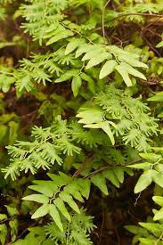 Image result for Lygodiaceae