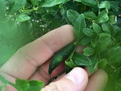 Check spelling or type a new query. Has Anyone Grown Finger Limes In Texas Area