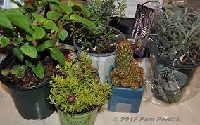 It is somewhat surprising that tsa allows you to bring it in so much food through airport security. How To Pack Plants In Your Suitcase For The Flight Home Digging