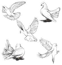 Sketch Bird In Flight Drawing Doves Silhouette Vector 235703 Jpg 380 400 Pixels Dove Drawing Animal Drawings Bird Drawings