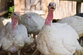 About Broad Breasted White Turkeys The 1 Turkey Meat Producer