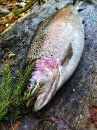 Electroshocking in stable fall water conditions has been used for many years as a means to quantify you can't do that most places in rocky mountain states. regardless of arguments for and against. Best Rainbow Trout Fishing Lakes Oregon Best Fishing In America