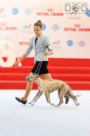 1—2, philadelphia — l., 1966; Allevamento Kollaps