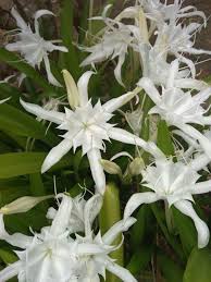 We did not find results for: Paling Bagus 11 Gambar Dan Nama Bunga Warna Putih Gambar Bunga Hd