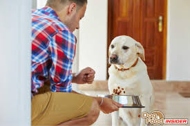 What does it mean when a dog eats dirt? Some Common Reasons Why Your Dog Won T Eat
