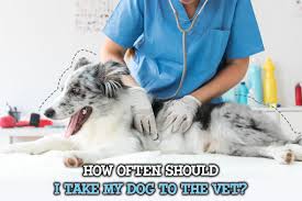 Intern j appl res vet med. How Often Should I Take My Dog To The Vet Miami Pet Concierge