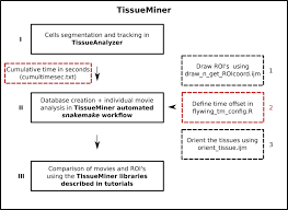Tissueminer A Multiscale Analysis Toolkit To Quantify How