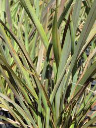 Image result for Phormium