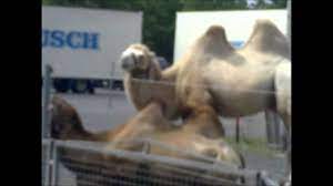 Zoos not only give us the opportunity to see many different animals, they are also important from an educational perspective. Sircus The Elephant Camel And Lion Sirkteki Egitimli Hayvanlar Youtube