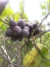 Image result for Ancylobothrys robusta