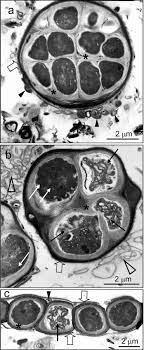 We have almost everything on ebay. Fluorescent Fingerprints Of Endolithic Phototrophic Cyanobacteria Living Within Halite Rocks In The Atacama Desert Applied And Environmental Microbiology