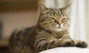 Di kala arti mimpi anak kucing banyak menjadi sesuatu yang nampak biasa saja, ini perlambang bahwa si pemimpi mempunyai kepribadian yang kuat. Arti Mimpi Kucing Dan Tafsir Mimpi Kucing Menurut Islam Terlengkap