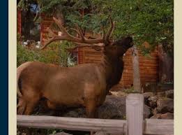 Streamside On Fall River Estes Park Cabins Colorado Cabin Rentals Private Hot Tubs Stocked R Estes Park Cabins Colorado Cabin Rentals Estes Park Lodging