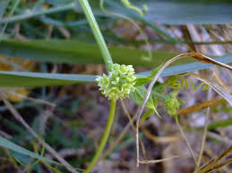 Image result for Sicyos