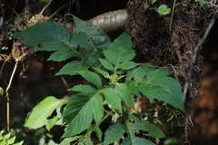 Image result for Crassocephalum montuosum
