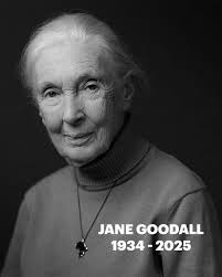 Dr. Jane Goodall, the pioneering conservationist and world's leading expert 