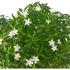 Image result for Tabernaemontana penduliflora