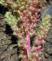 Image result for Amaranthus hybridus