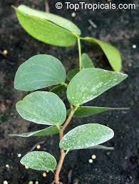 Image result for Colophospermum