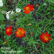 Image result for Cosmos sulphureus