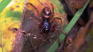 The black widow bite spider is undoubtedly the most toxic species of the creature. How Dangerous Are False Widow Spiders Bbc News