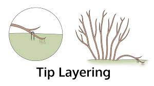 Plant Layering Information What Plants Can Be Propagated By Layering