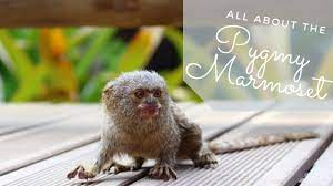 Communication is big part of the social aspects for life as the pygmy marmoset, baby finger monkey. Finger Monkey Lifespan And Characteristics Science Trends