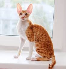 Cat Colours Cat Colors Cornish Rex Cat Rex Cat