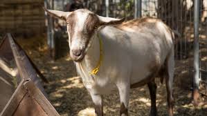Gmo an organism whose genetic characteristics have been altered by the insertion of a modified gene or a gene from another. These Gmo Goats Could Save Lives Fear And Confusion Prevent It