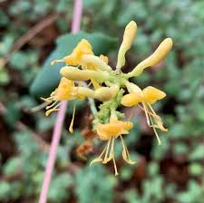 Image result for Lonicera