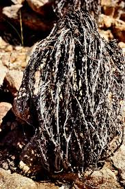 Image result for Myrothamnaceae